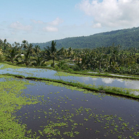 Photo de Bali - Banjar et Gitgit